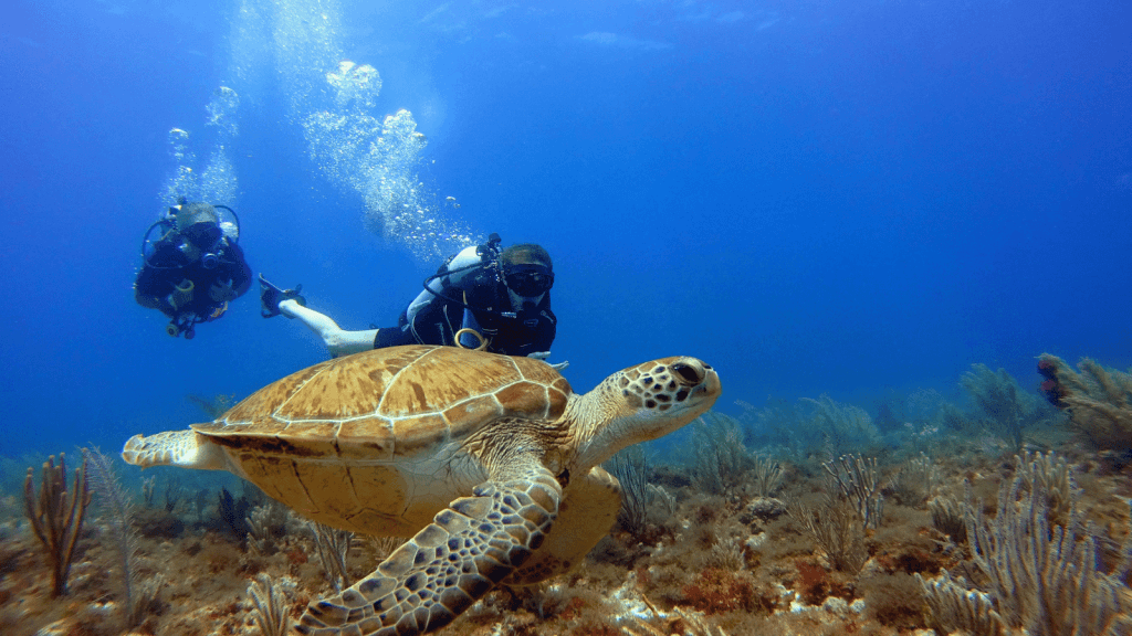 Caretta Caretta